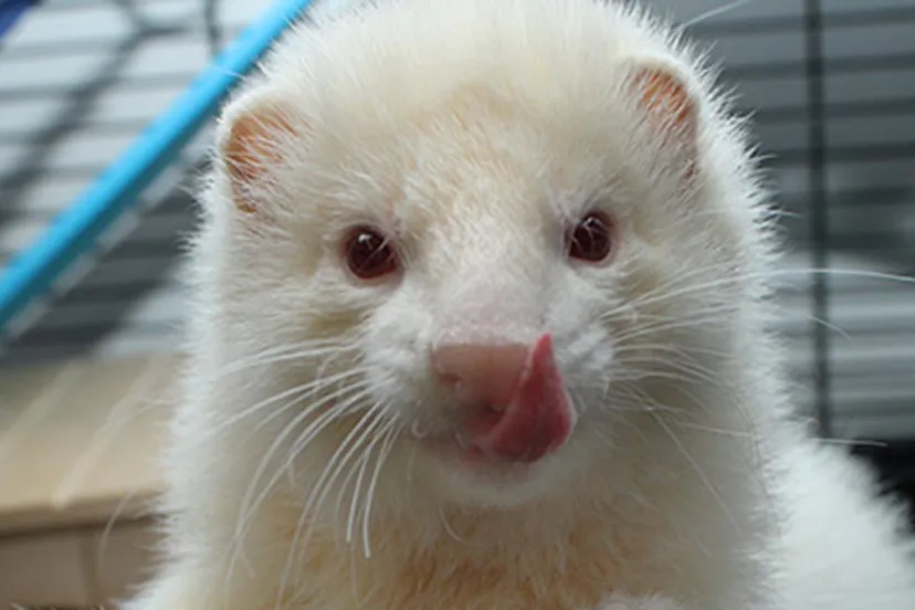 jason1 dierentehuis arnhemen omstreken