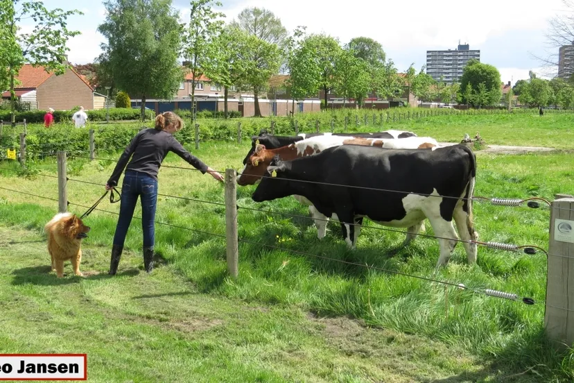 jhc4a1tlukvd00sbhzp1jil60 2014 05 03 gerfdeweide inscharing vee 020