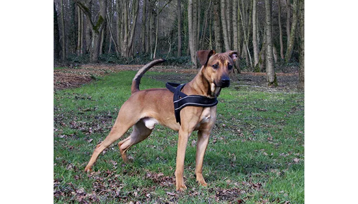 jofele joep dierentehuis arnhem eo