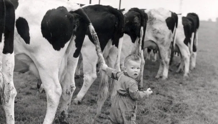jongetje met koeien