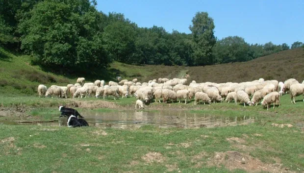 k9pn8or2adl6np9sg4cg9r9d1 schaapskudde