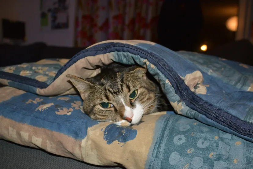 kattekop rhedennieuwsnl