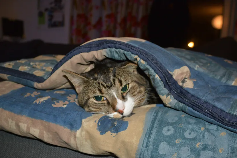 kattekop rhedennieuwsnl