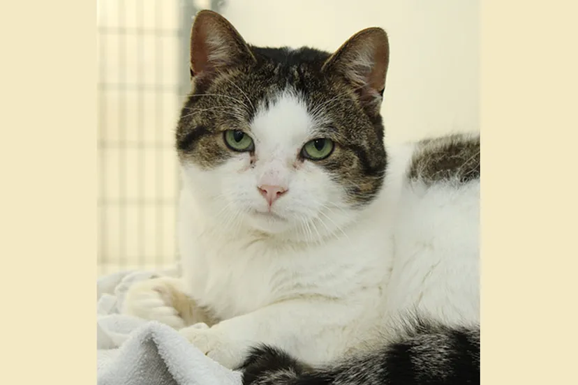 kenzi dierentehuis arnhem en omstreken