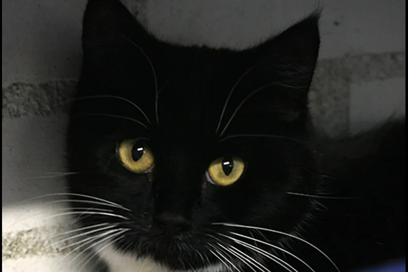 kiki dierentehuis arnhem en omstreken