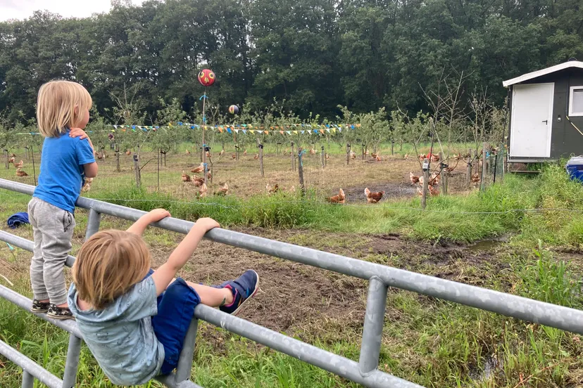 kinderen en kippen bij boomgaard
