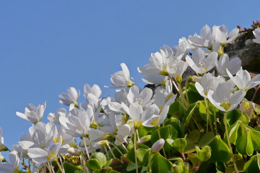 klaverzuring jannie de jong
