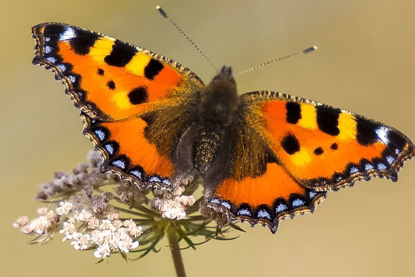 kleine vos jaap vette