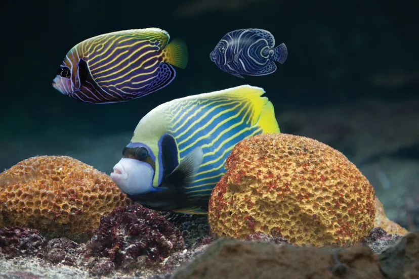 kleurveranderingkeizersvis