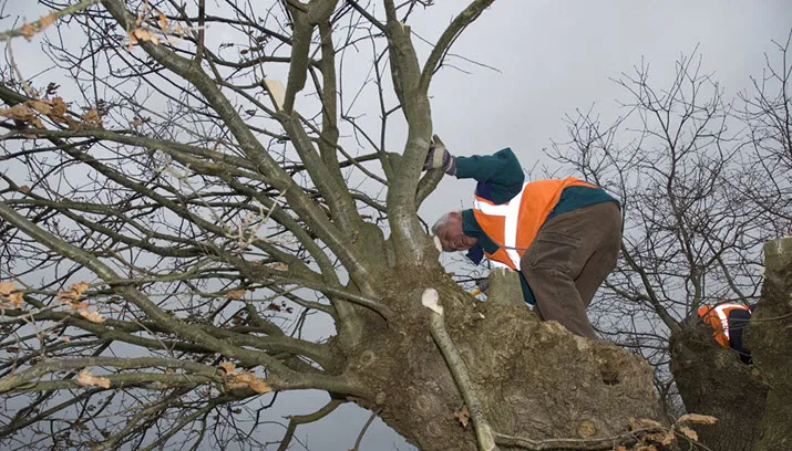 knotbomen stichting landschapsbeheer gelderland slg