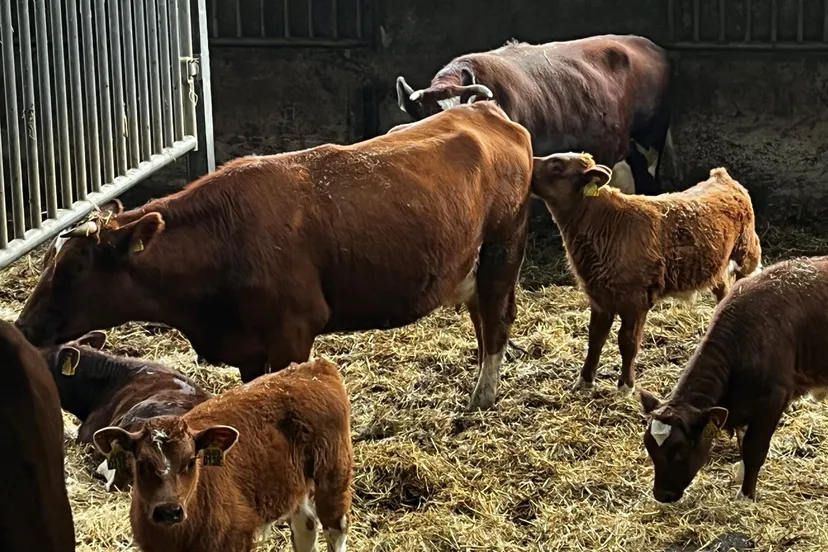 koeien met kalfjes potstal landscape groot