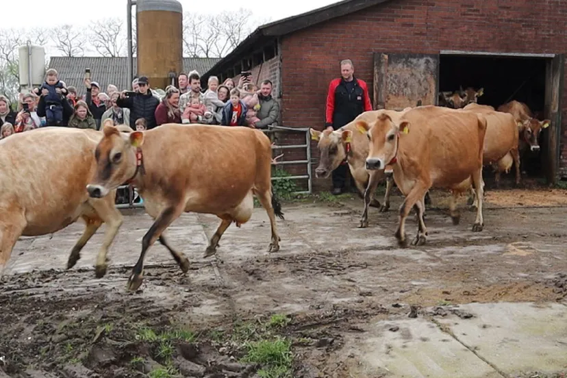 koeiendans biologische boerderijwinkel de nieuwenburgt 2024 0