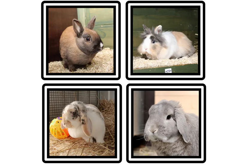 konijnen dierentehuis arnhem en omstreken