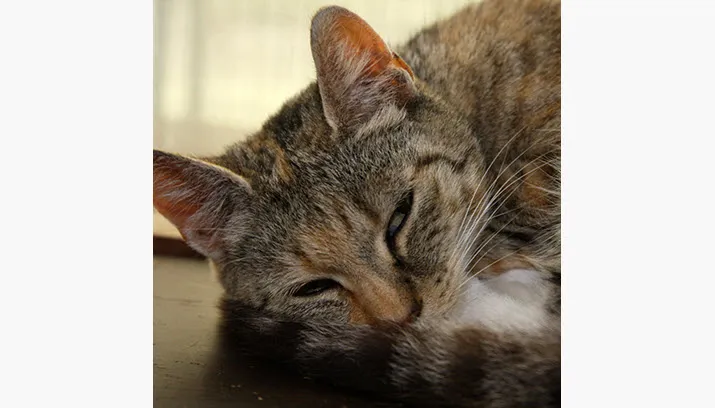 lady dierentehuis arnhem eo