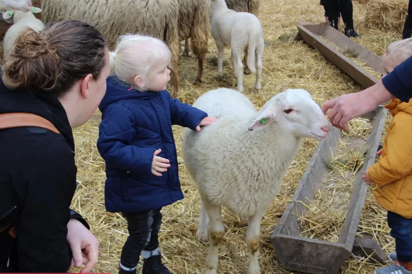 lammetjesdag rhedense schaapskudde 2019 15