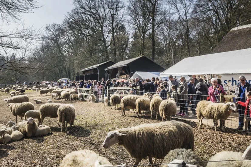 lammetjesdag rhedense schaapskudde 2019
