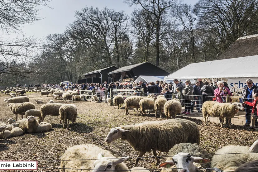 lammetjesdag2019