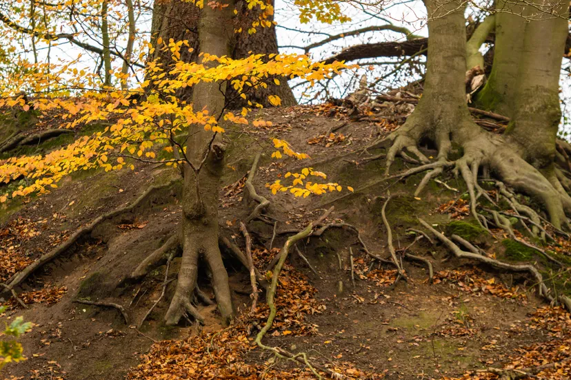landschap gevormd door weer en wind corlene van den camp