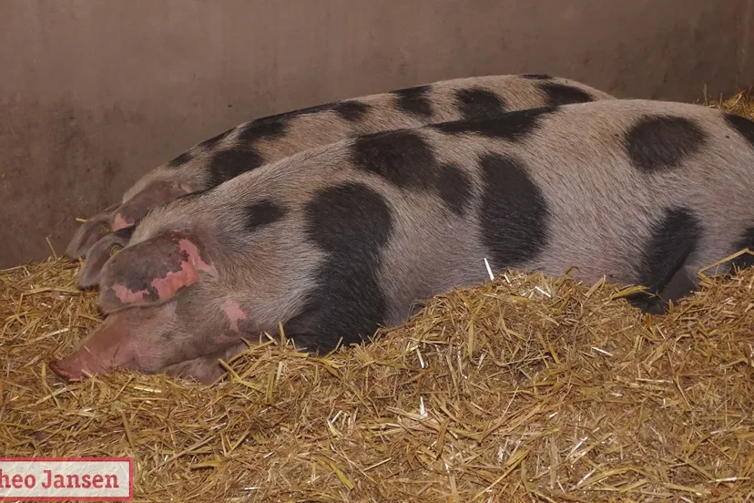 landschapsdag gemeente rheden kappersweg spankeren 28 9 2019 0