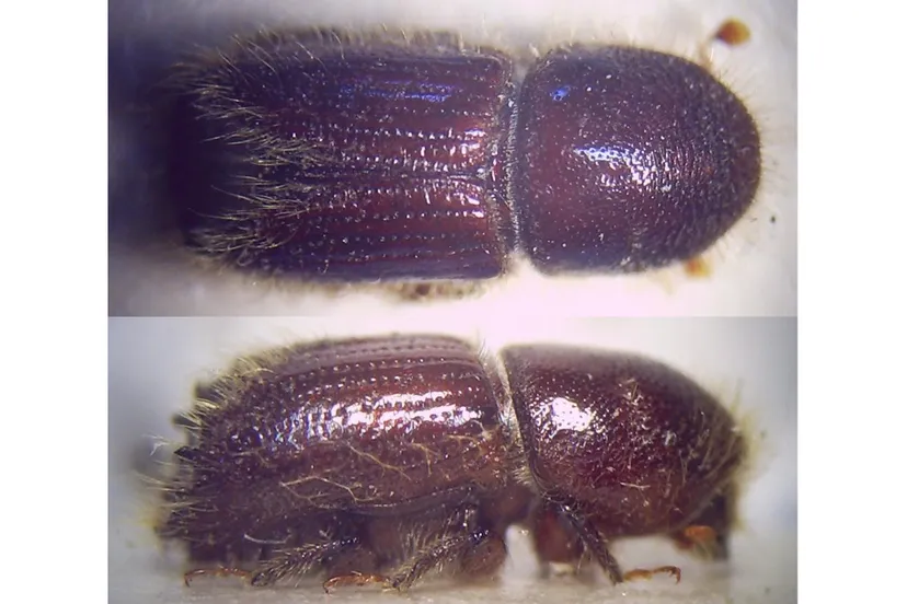 letterzetter wikimedia commons wikispecies