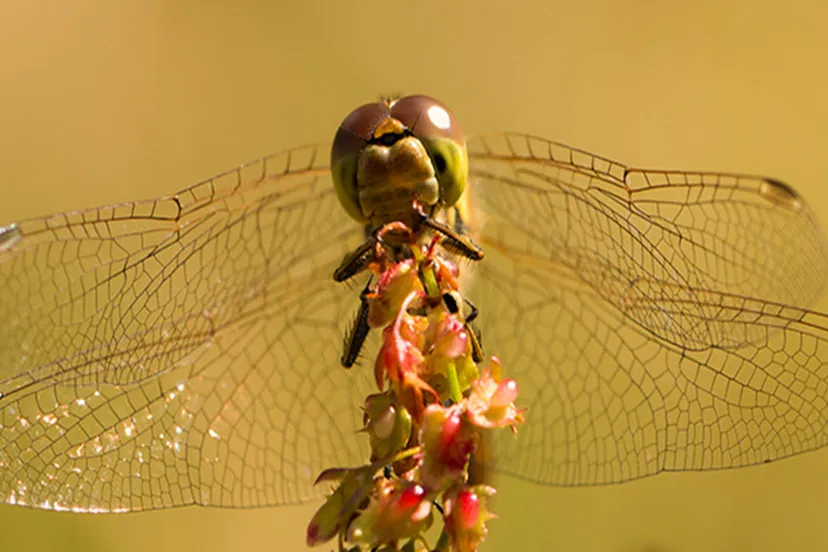 libelle op plant jaap vette veluwezoominbeeldnl