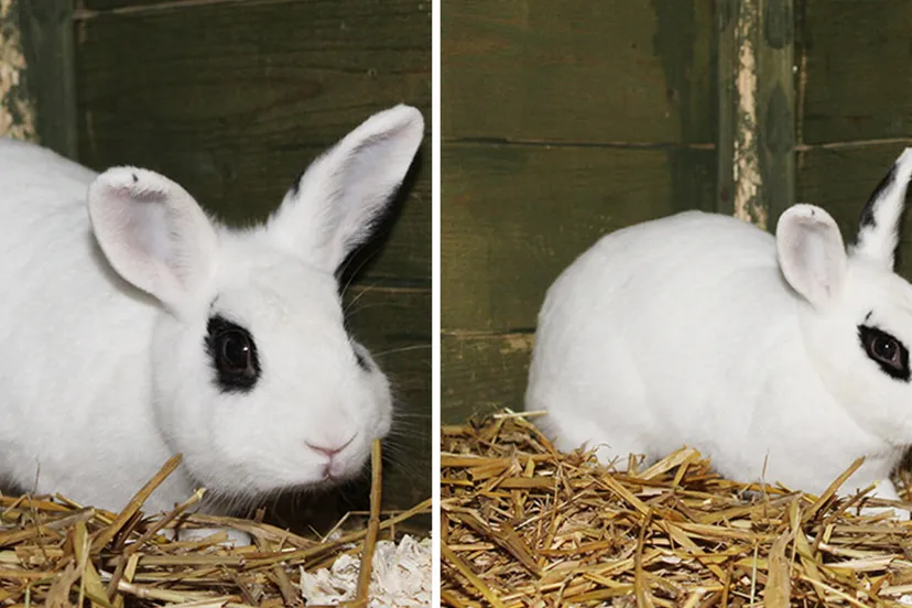 lilly dierentehuis arnhem en omstreken