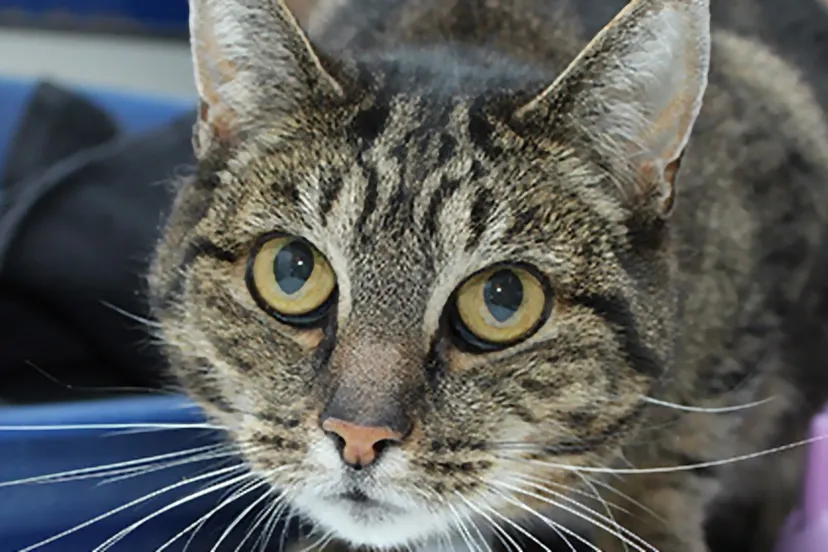 lizzy 291901 dierentehuis arnhem en omstreken