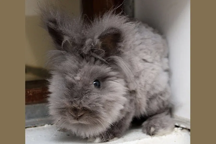 lorita dierentehuis arnhem en omstreken