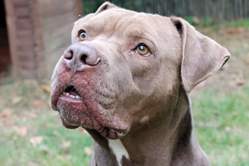 louis dierentehuis arnhem en omstreken 1