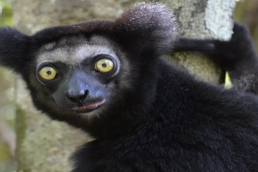 madagaskar martin idema