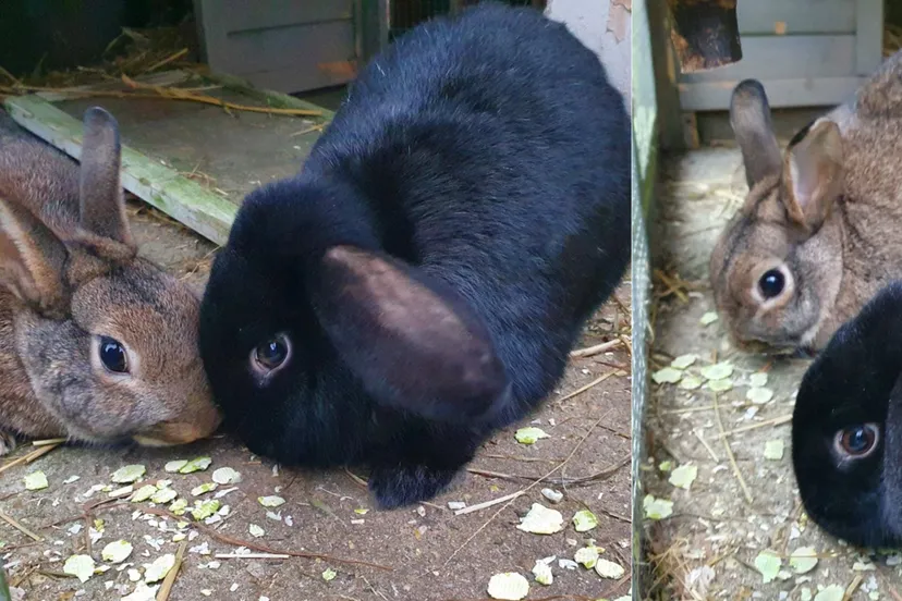 mamsi denzel dierentehuis arnhem en omstreken