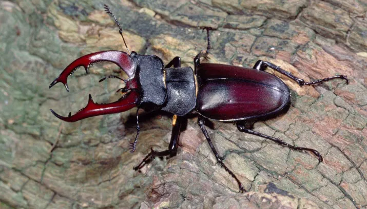 mannetje vliegend hert foto ren krekels