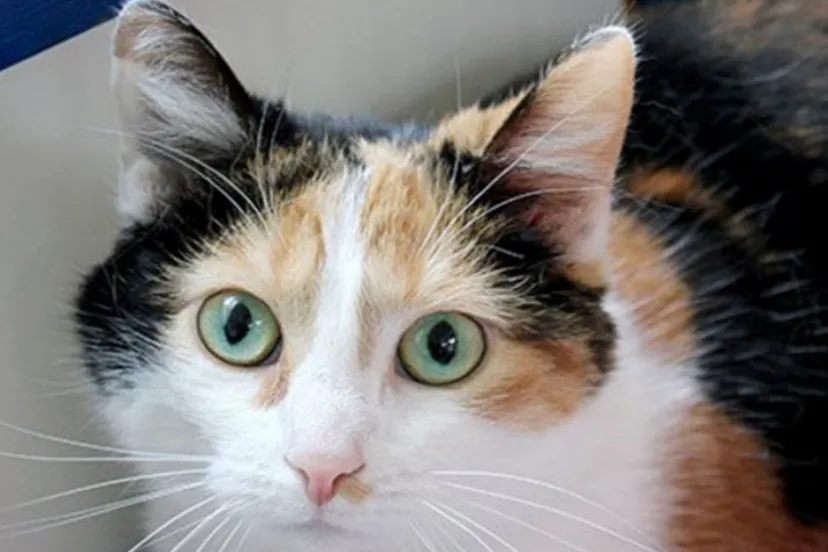 masha dierentehuis arnhem en omstreken