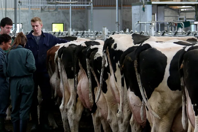 melkveehouderij nl velp