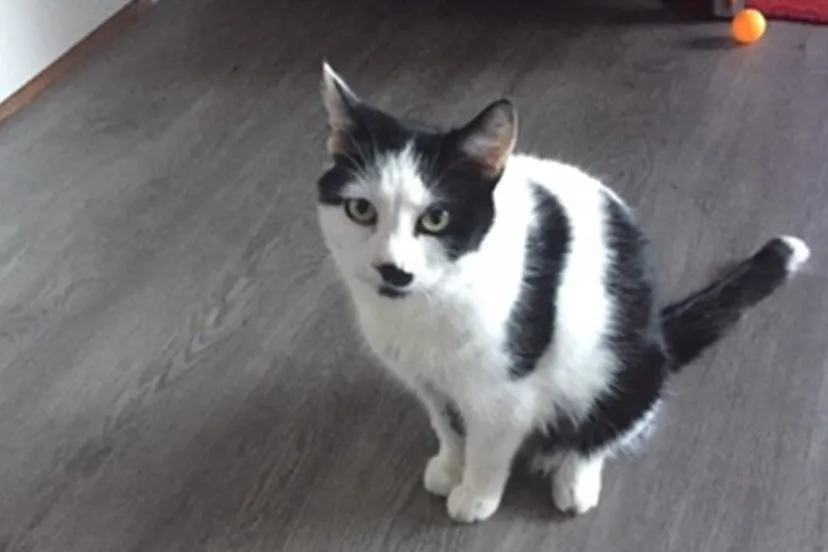 mia dierentehuis arnhem en omstreken