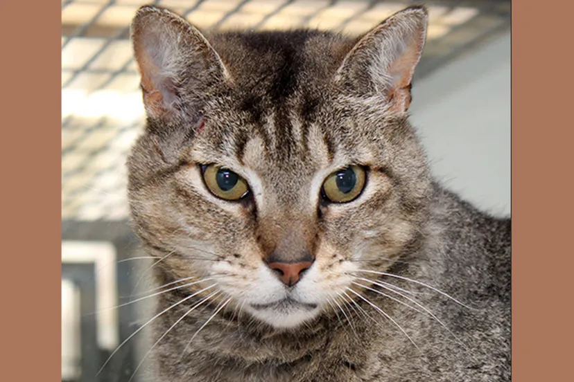 mika dierentehuis arnhem en omstreken