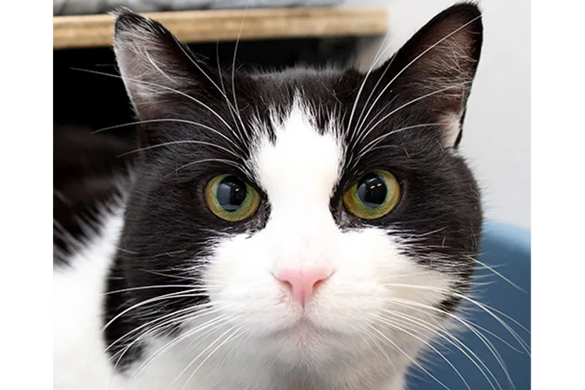 minoes dierentehuis arnhem en omstreken