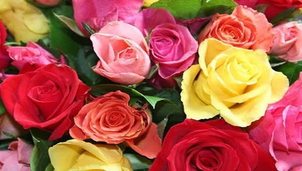 mlkkfuyxhymvvi5rwao2tut84 hoera