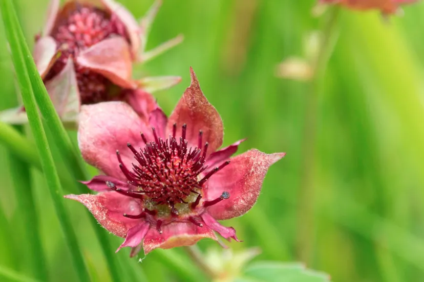 moerasaardbei corlne van den camp