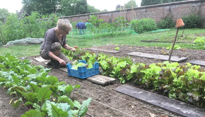 moestuin rhederoord img 3427