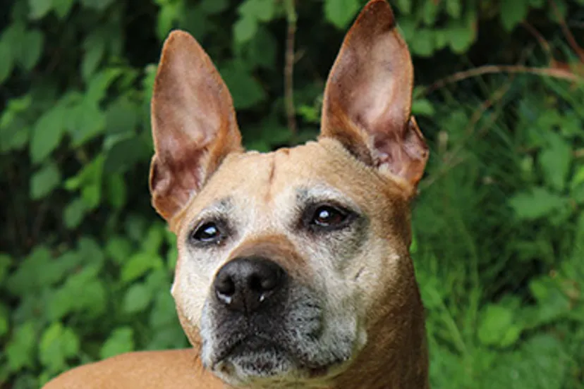 moira dierentehuis arnhem en omstreken