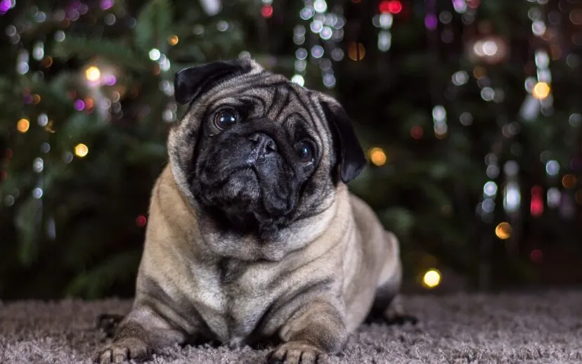 mopshond pixabay sven lachmann