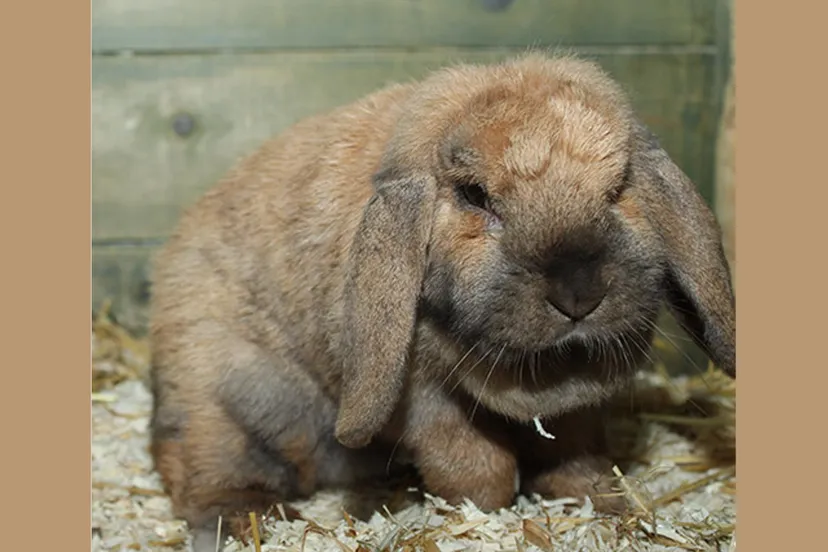 mopsy dierentehuis arnhem en omstreken
