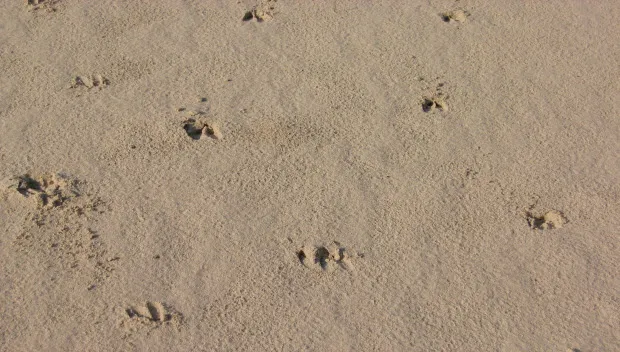 mqrzc64b5gbnbdxbox8d2ptsp sporen van een ree