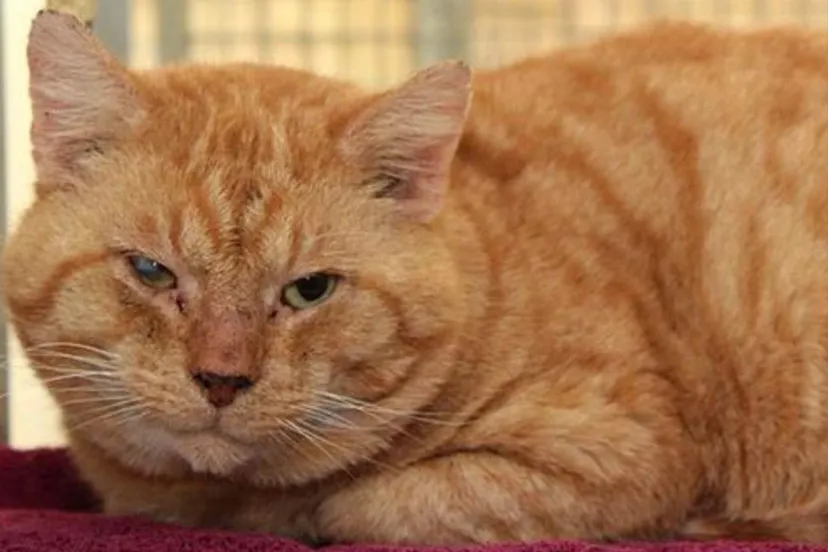 murphy dierentehuis arnhem en omstreken