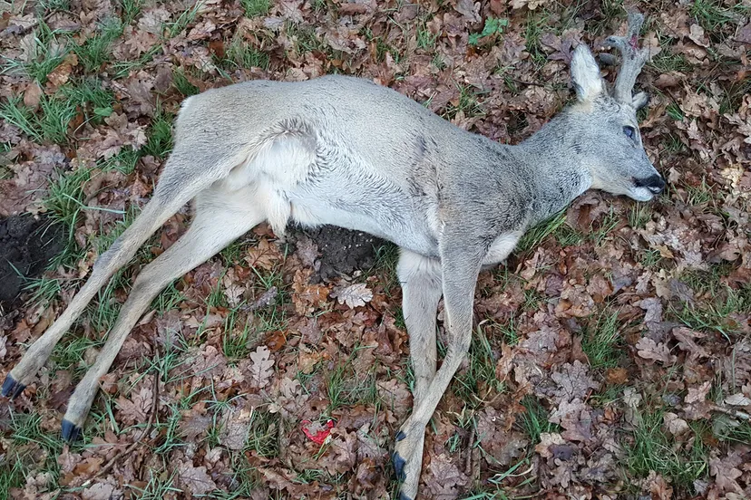 mysterieus ongeval scooter ree0