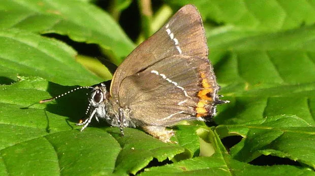 n42mp39qsjj2k42e8y7q2l0kx vlindertelling