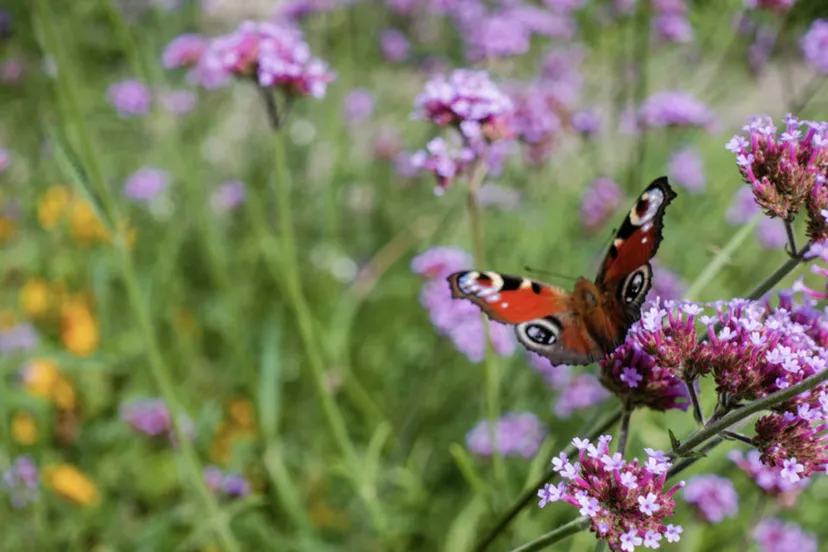 natturinclusief ondernemen ivn gelderland