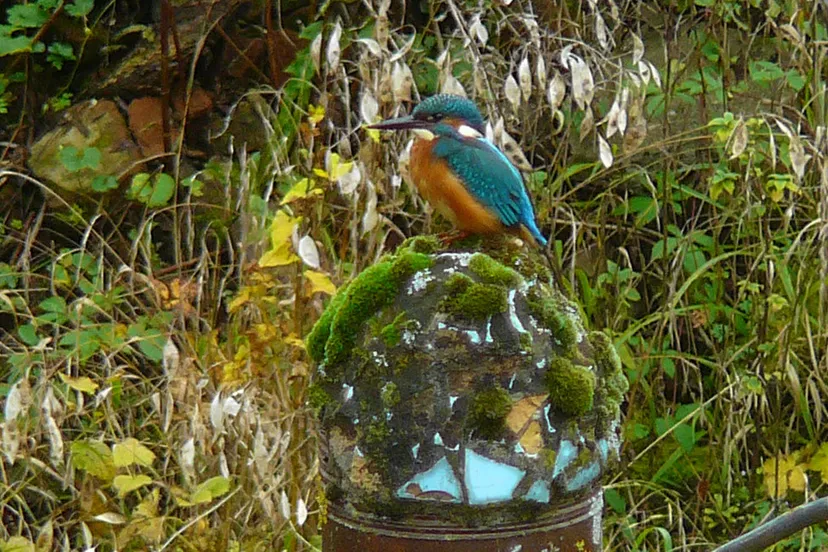 natuurvriendelijke tuinen tuin van sjef