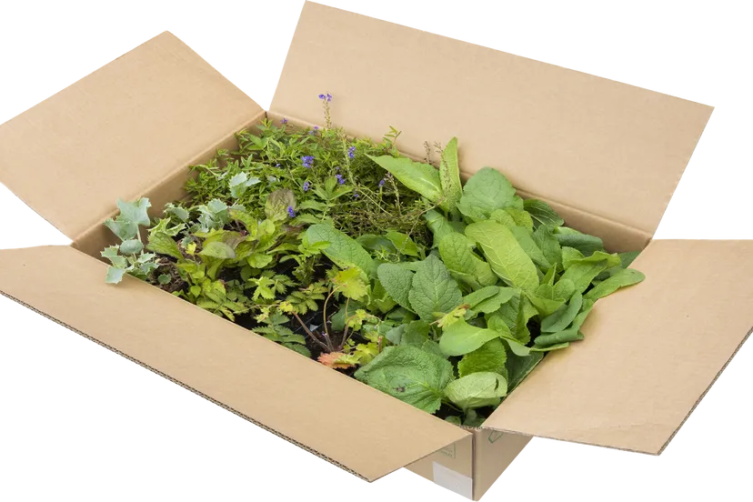 nectarkroeg de cruijdthoeck